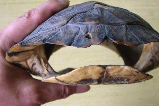 古人使用龟甲占卜，是如何操作的？