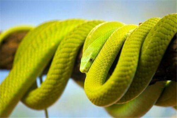 属蛇的是哪年出生的，你知道吗？