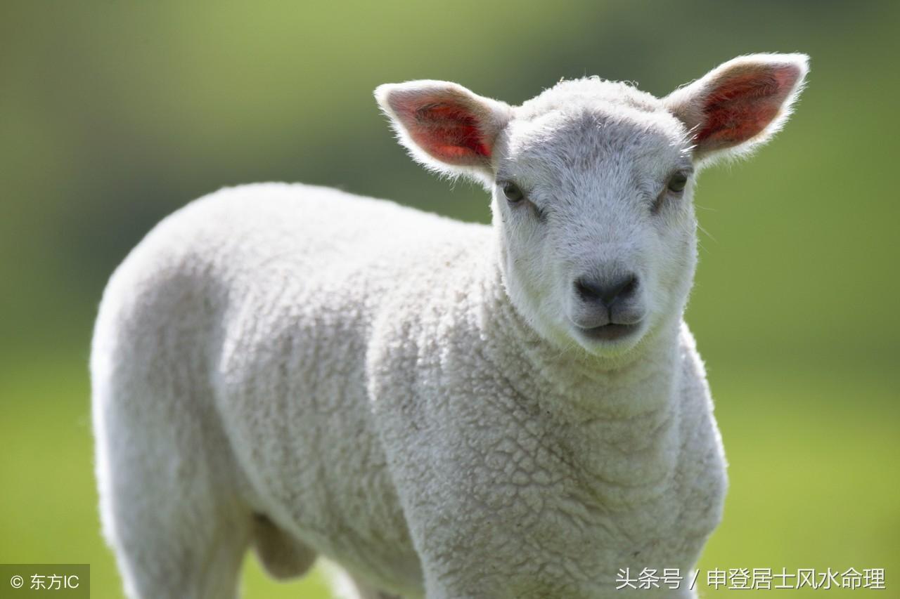属羊的最配属相是什么？2018年不同虚岁虚岁