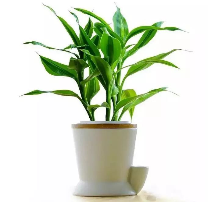 慈世堂：植物的风水植物如何选择与摆放？