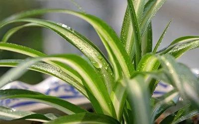 慈世堂：植物的风水植物如何选择与摆放？