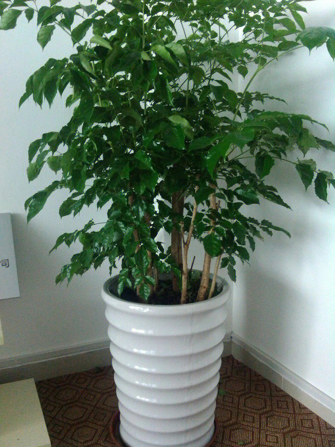 慈世堂：鸿运当头的植物适宜摆放在客厅中