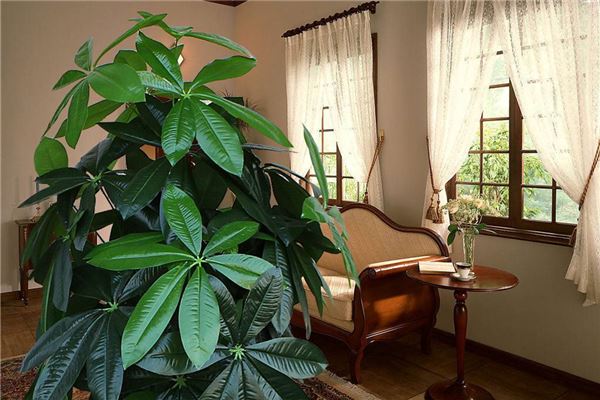 八种植物招财又旺宅客厅养什么植物风水好