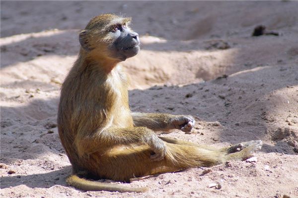 属猴的人今年多大2021年出生的生肖猴人
