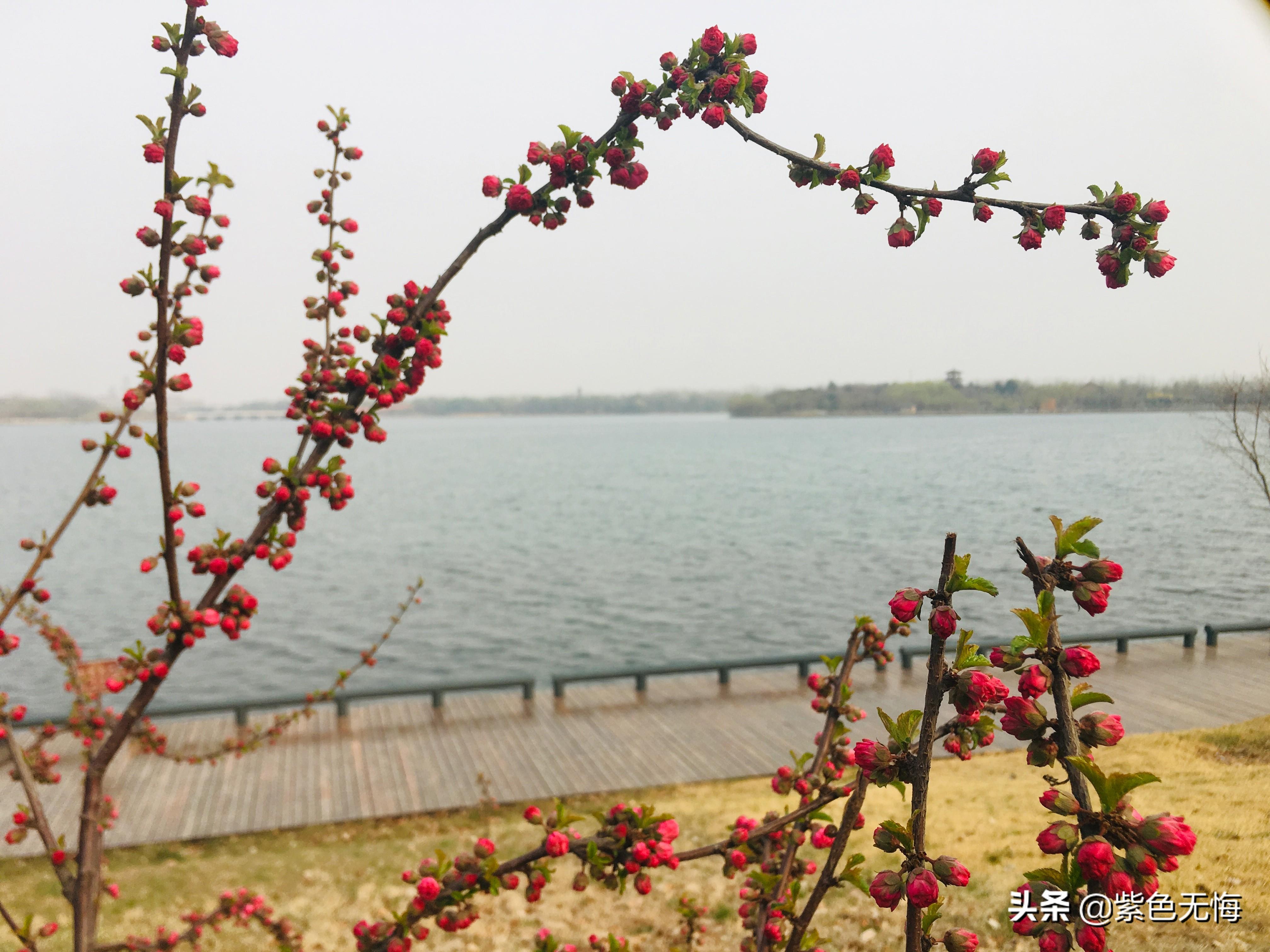 （我眼中的春天）唐山南湖最漂亮的一座桥