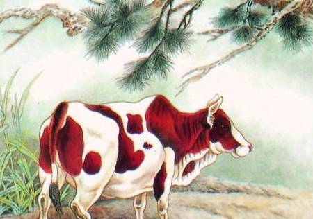 1973年属牛的人，看看你是哪种？