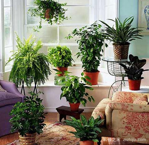 慈世堂：家居风水植物有哪些？如何搭配？