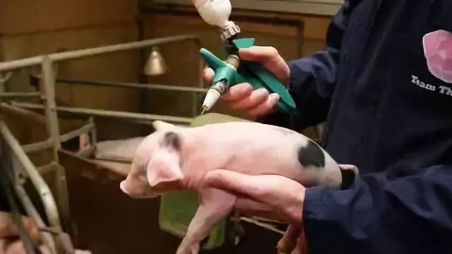 每月出生的属猪人运势剖析