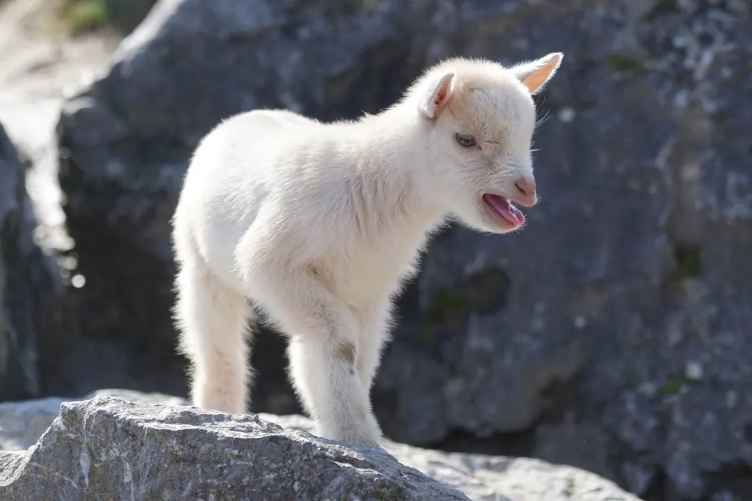 这三个月份出生的生肖羊，有破财之嫌