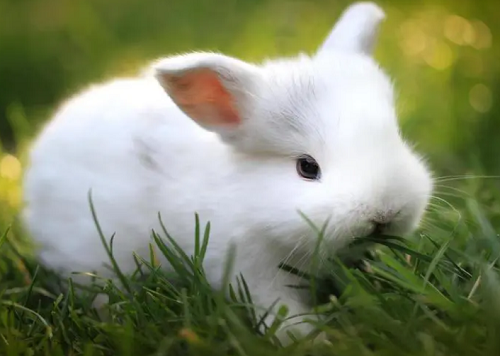 寒露时节，属兔的宝宝生在几月比较好命