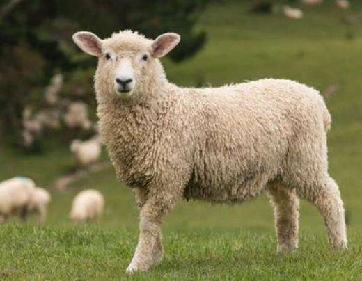 属羊人2023年生活特别幸福，开心的事情！